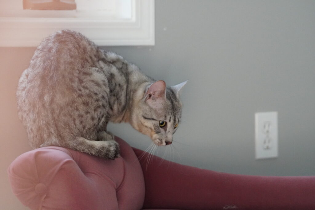 SBT SAVANNAH KITTENS, Bastet Exotics