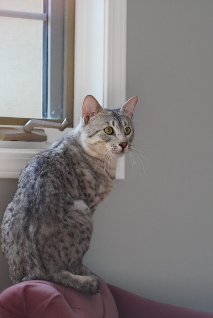 SBT SAVANNAH KITTENS, Bastet Exotics