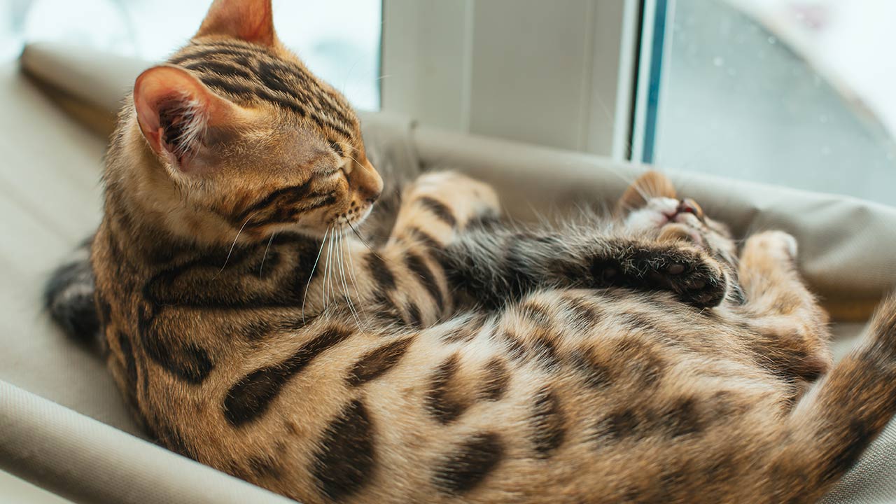 Surprising Facts to Know Before Getting a Bengal Cat