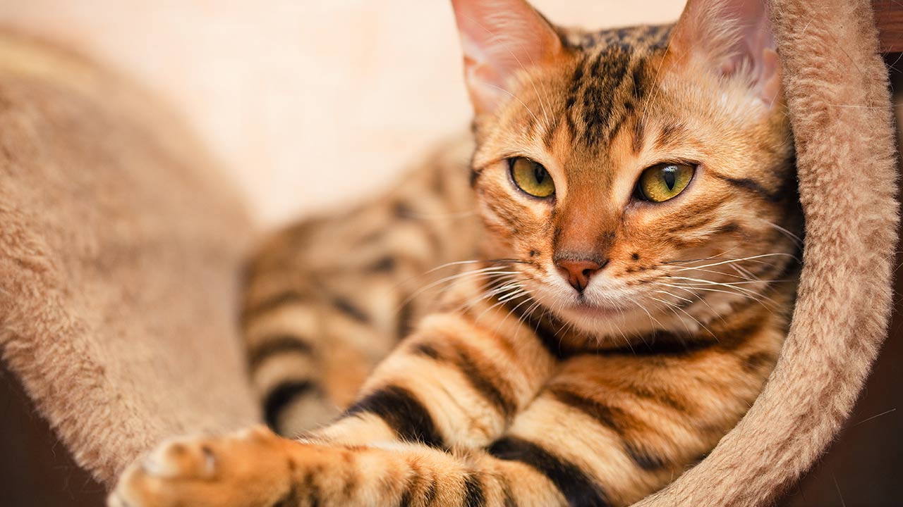 Things You Might Not Know About Bengal Cats