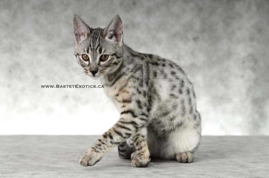 savannah kittens, , Bastet Exotics