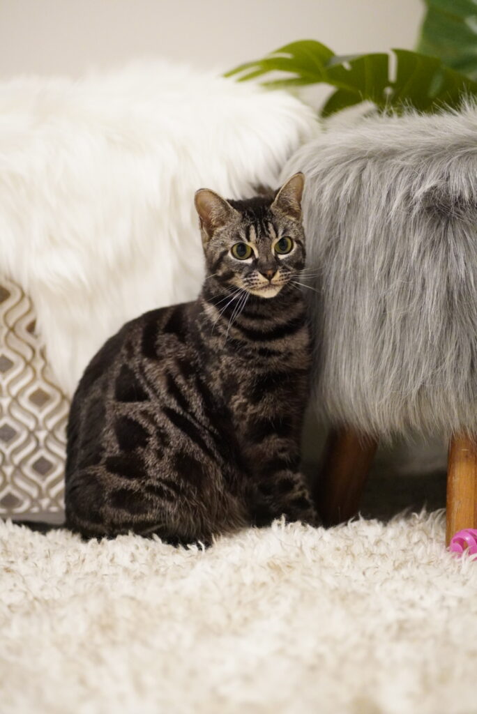 BENGAL KITTENS, Bastet Exotics