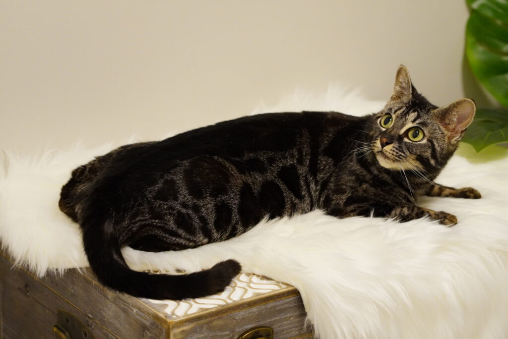 BENGAL KITTENS, Bastet Exotics