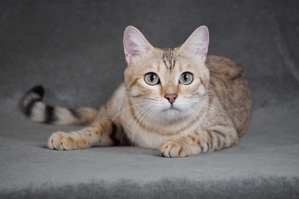 BENGAL KITTENS, Bastet Exotics