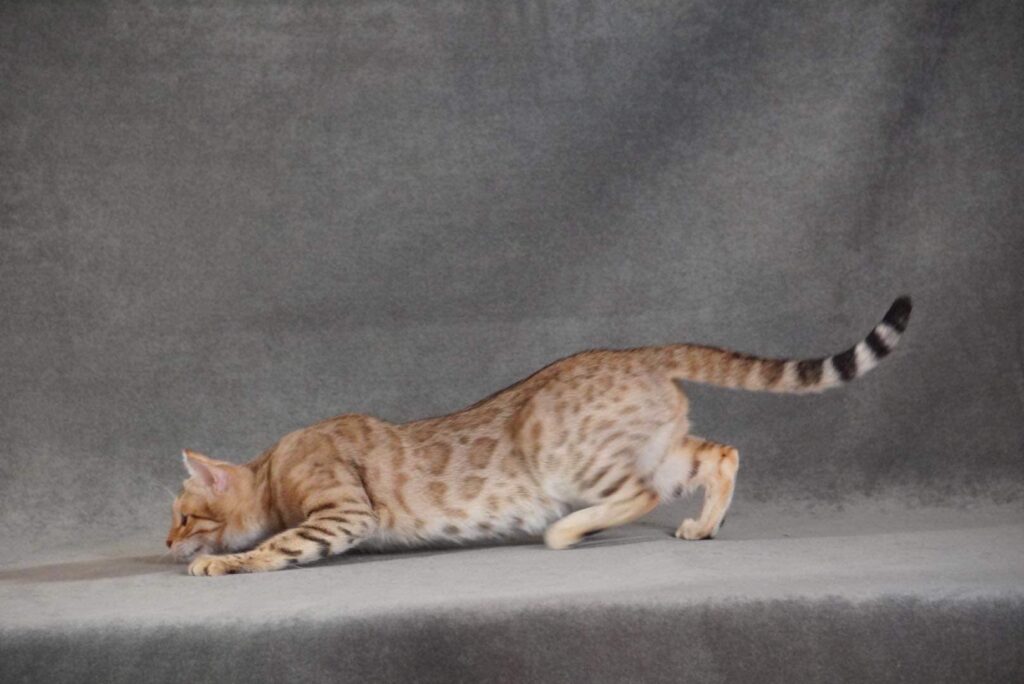 BENGAL KITTENS, Bastet Exotics