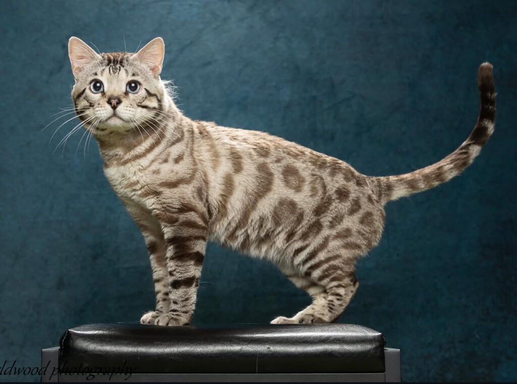 BENGAL KITTENS, Bastet Exotics