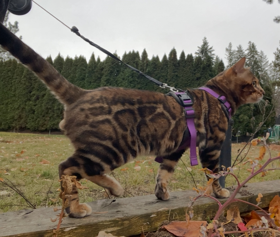 BENGAL KITTENS, Bastet Exotics