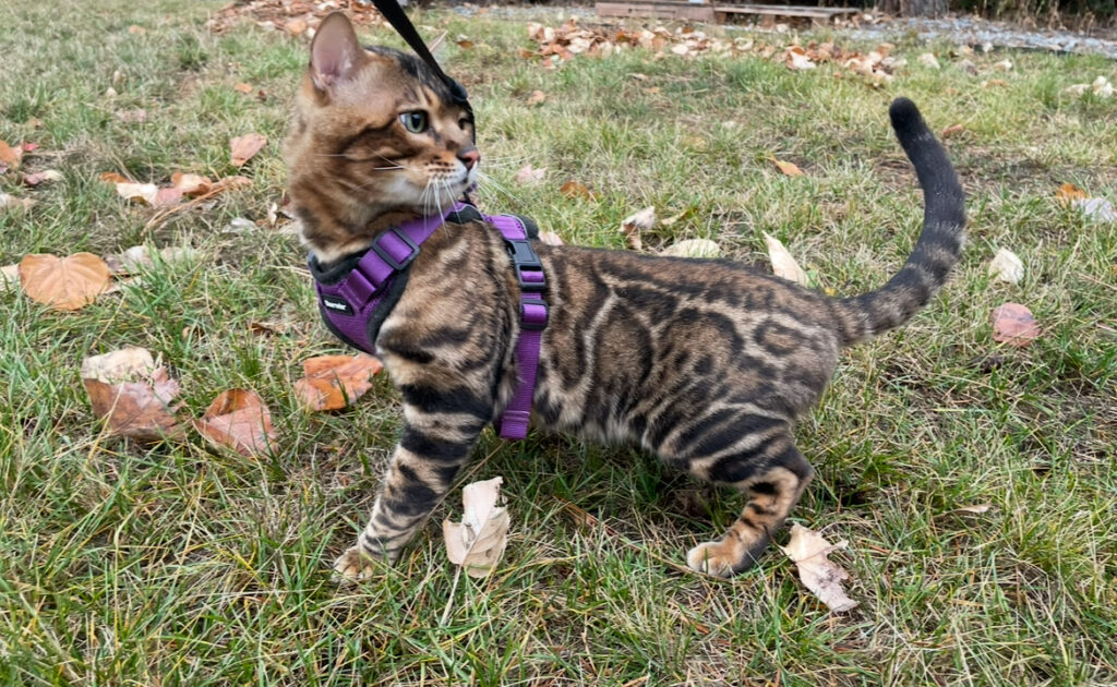 BENGAL KITTENS, Bastet Exotics