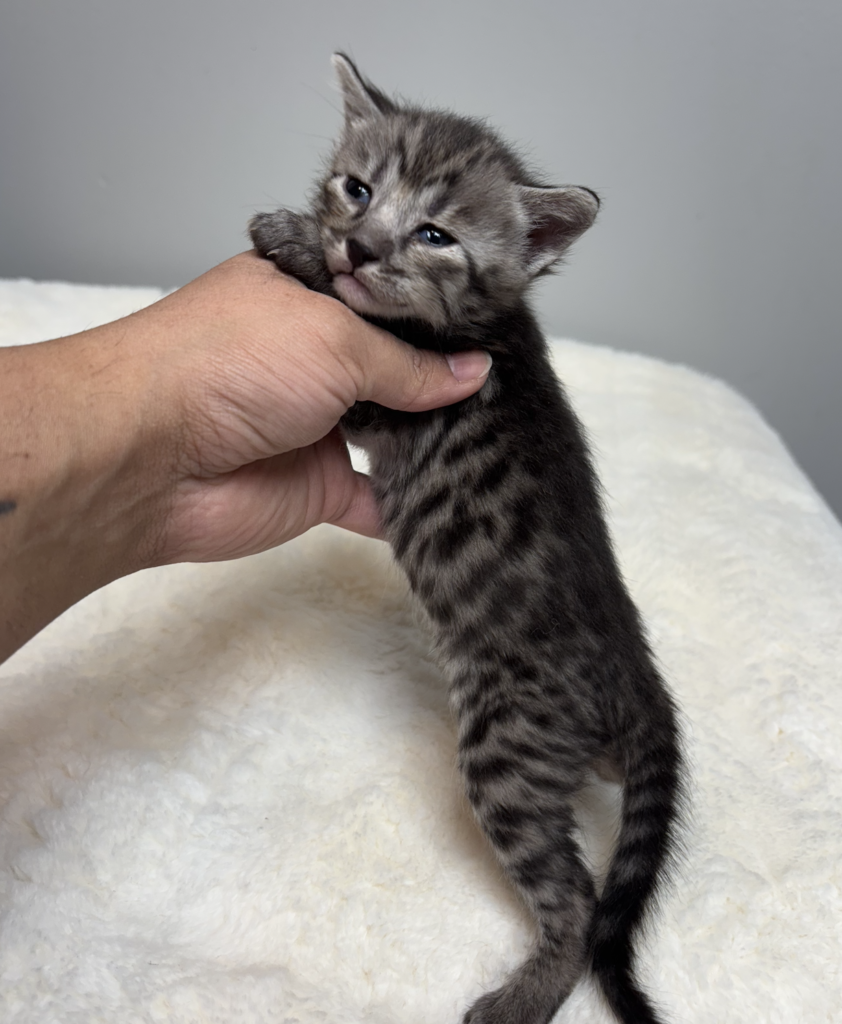 , SBT SAVANNAH KITTENS, Bastet Exotics
