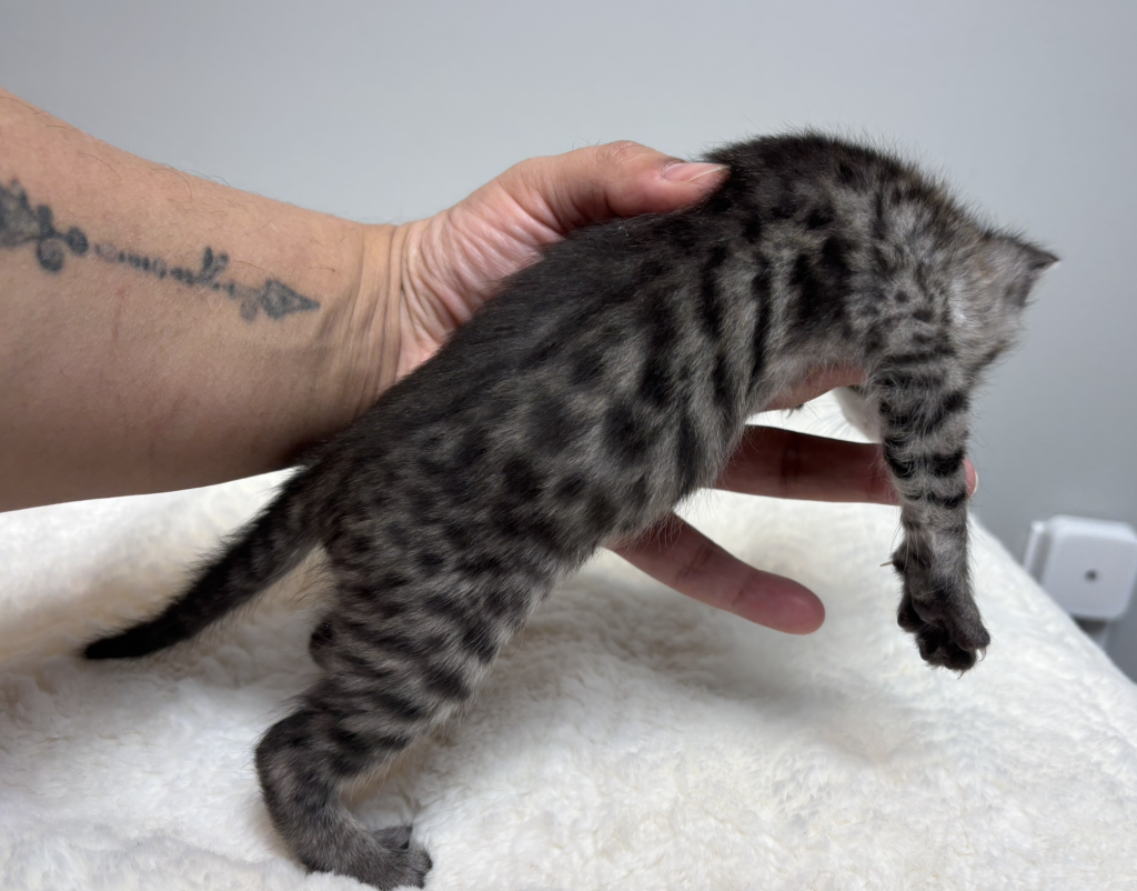 , SBT SAVANNAH KITTENS, Bastet Exotics