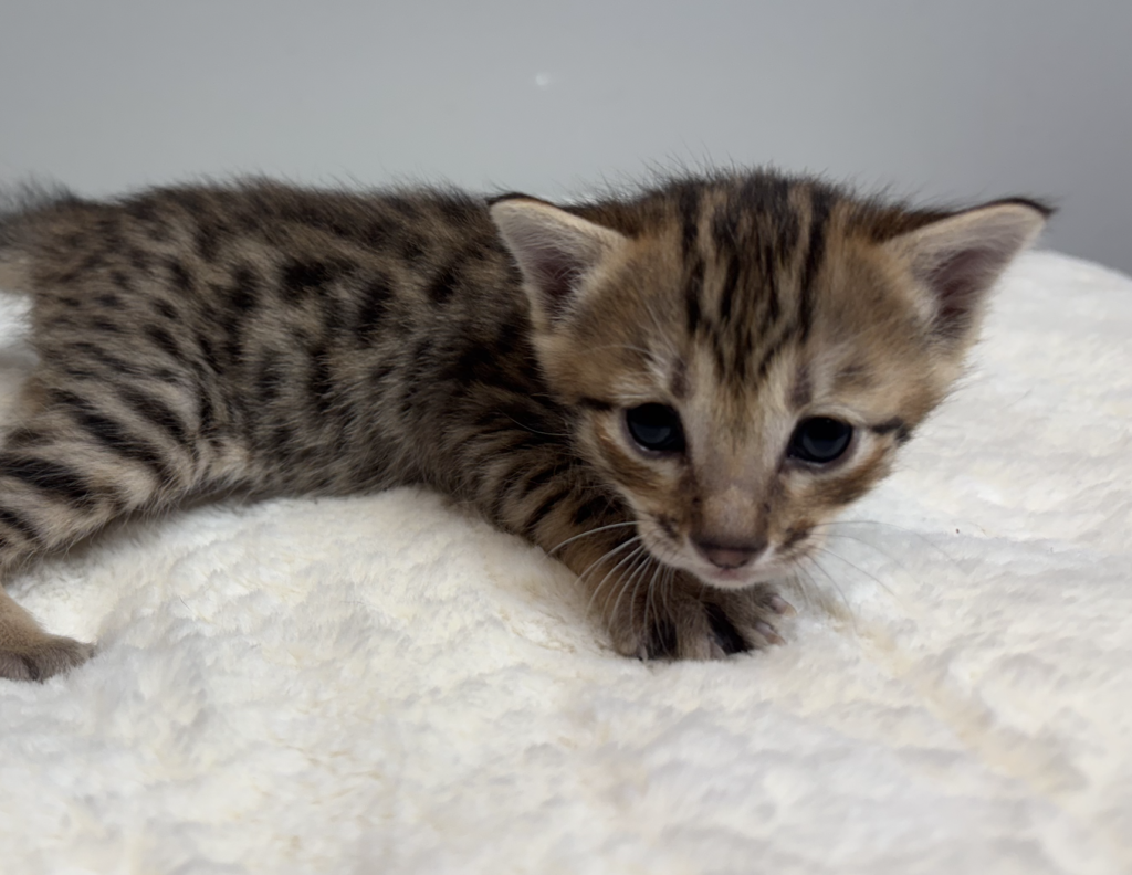 SBT SAVANNAH KITTENS, Bastet Exotics