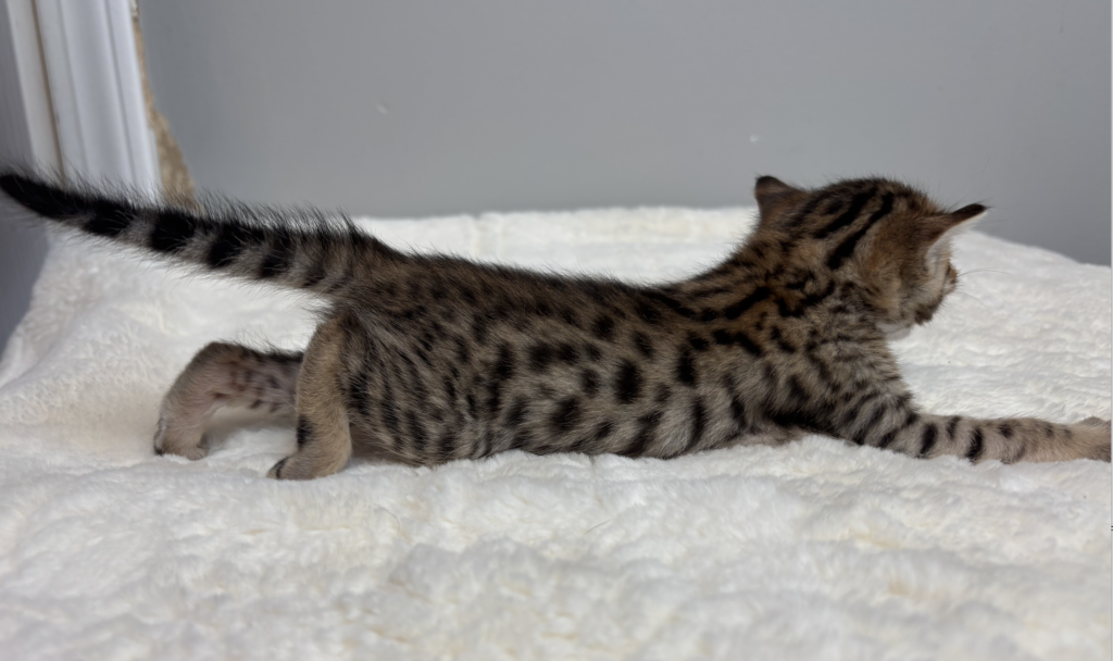 , SBT SAVANNAH KITTENS, Bastet Exotics