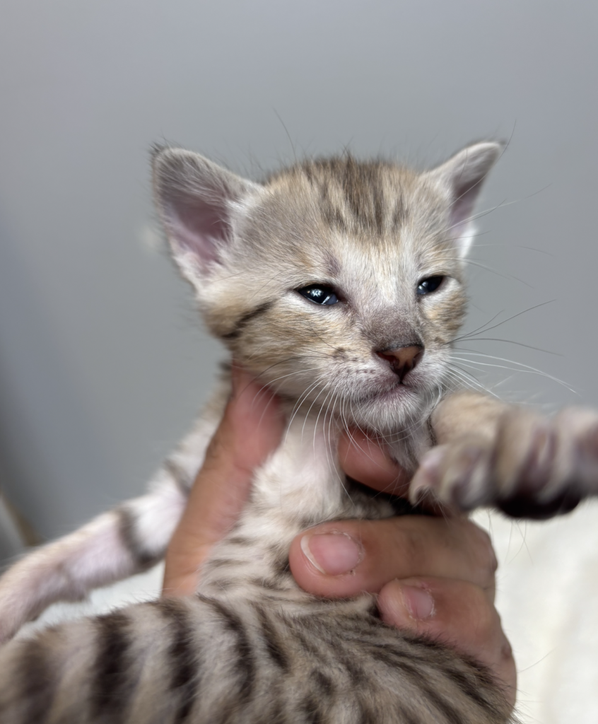 , SBT SAVANNAH KITTENS, Bastet Exotics