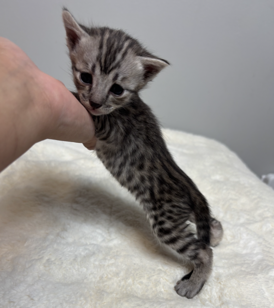, SBT SAVANNAH KITTENS, Bastet Exotics