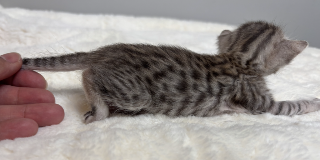 , SBT SAVANNAH KITTENS, Bastet Exotics
