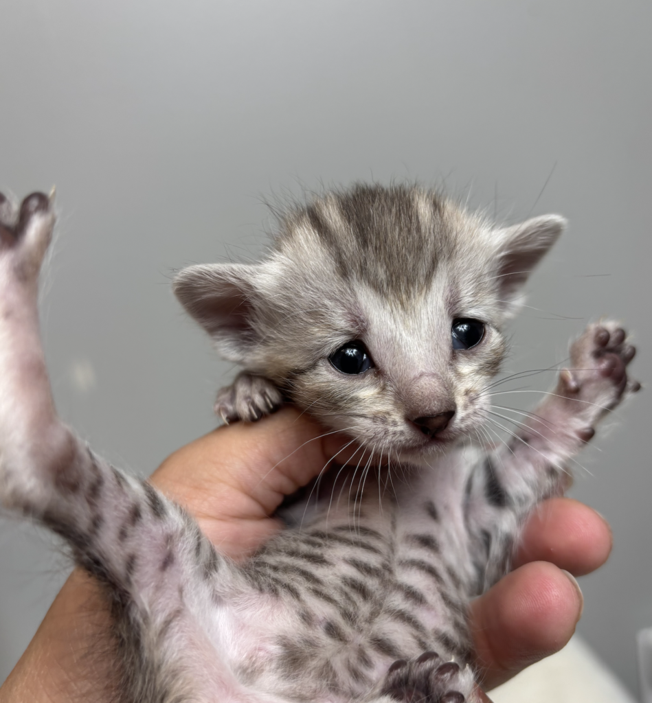 , SBT SAVANNAH KITTENS, Bastet Exotics