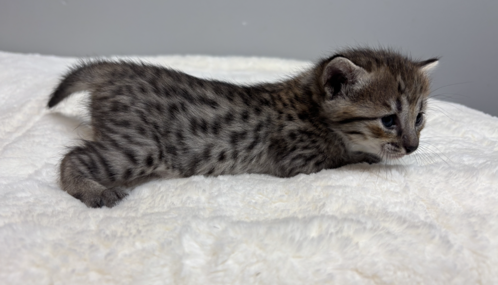 , SBT SAVANNAH KITTENS, Bastet Exotics