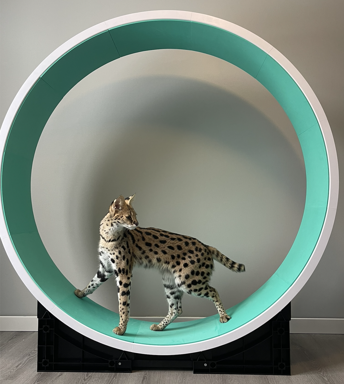 , CONTEST, Bastet Exotics