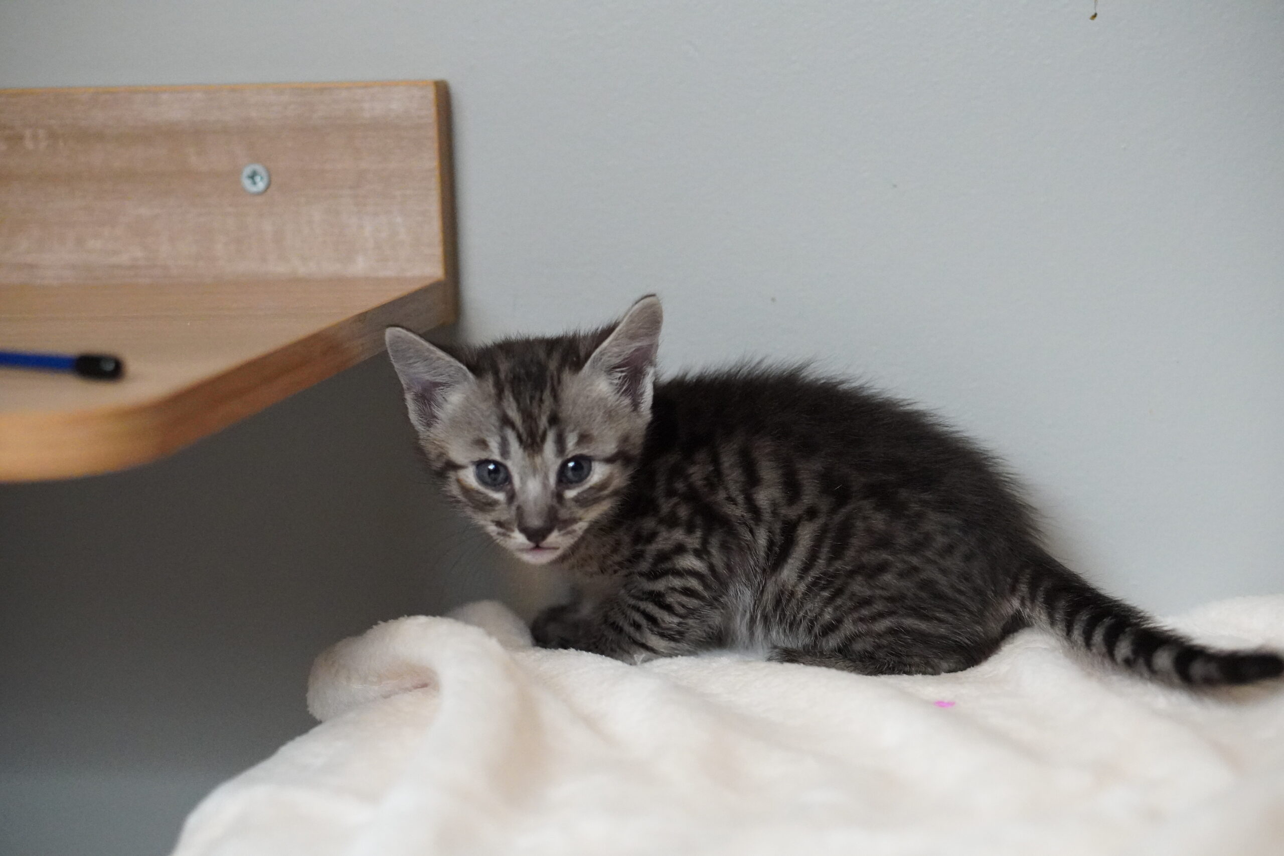 SBT SAVANNAH KITTENS, Bastet Exotics