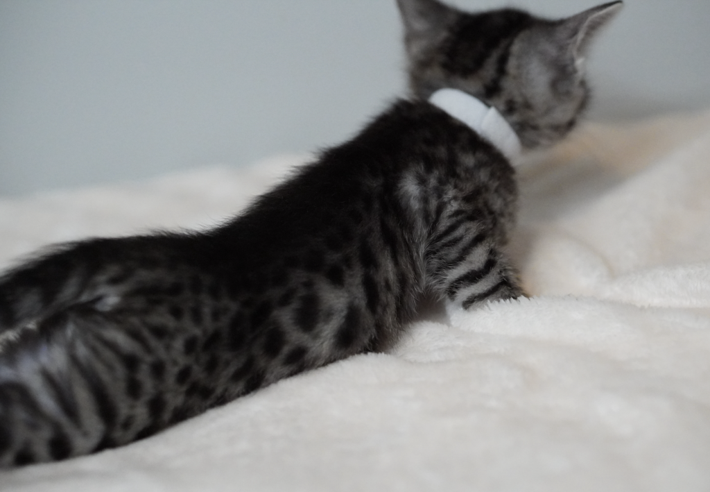 SBT SAVANNAH KITTENS, Bastet Exotics