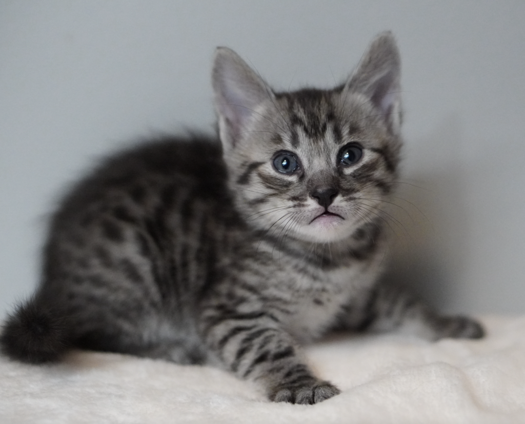 , SBT SAVANNAH KITTENS, Bastet Exotics