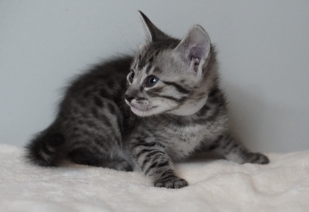 SBT SAVANNAH KITTENS, Bastet Exotics