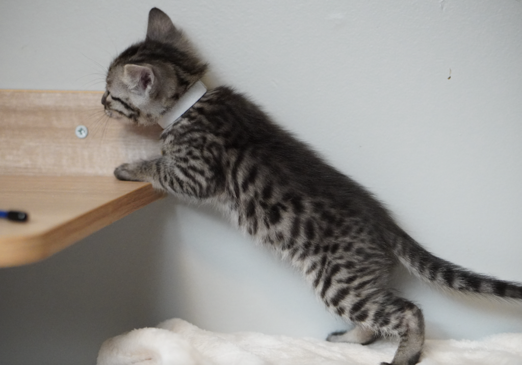 SBT SAVANNAH KITTENS, Bastet Exotics