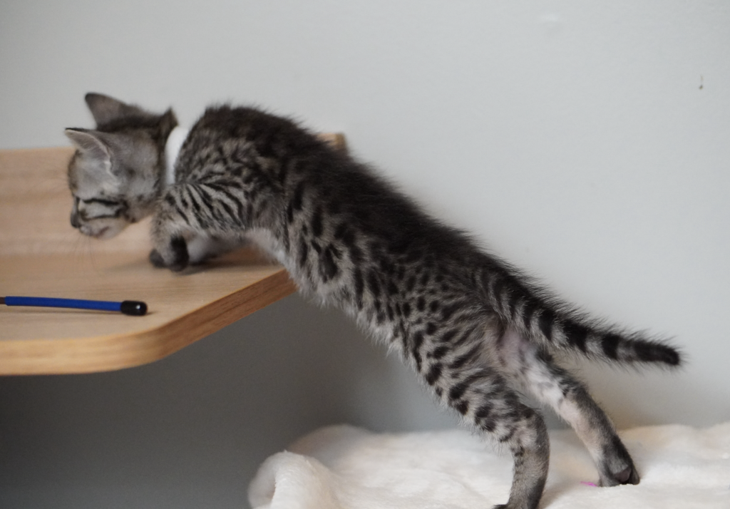 SBT SAVANNAH KITTENS, Bastet Exotics