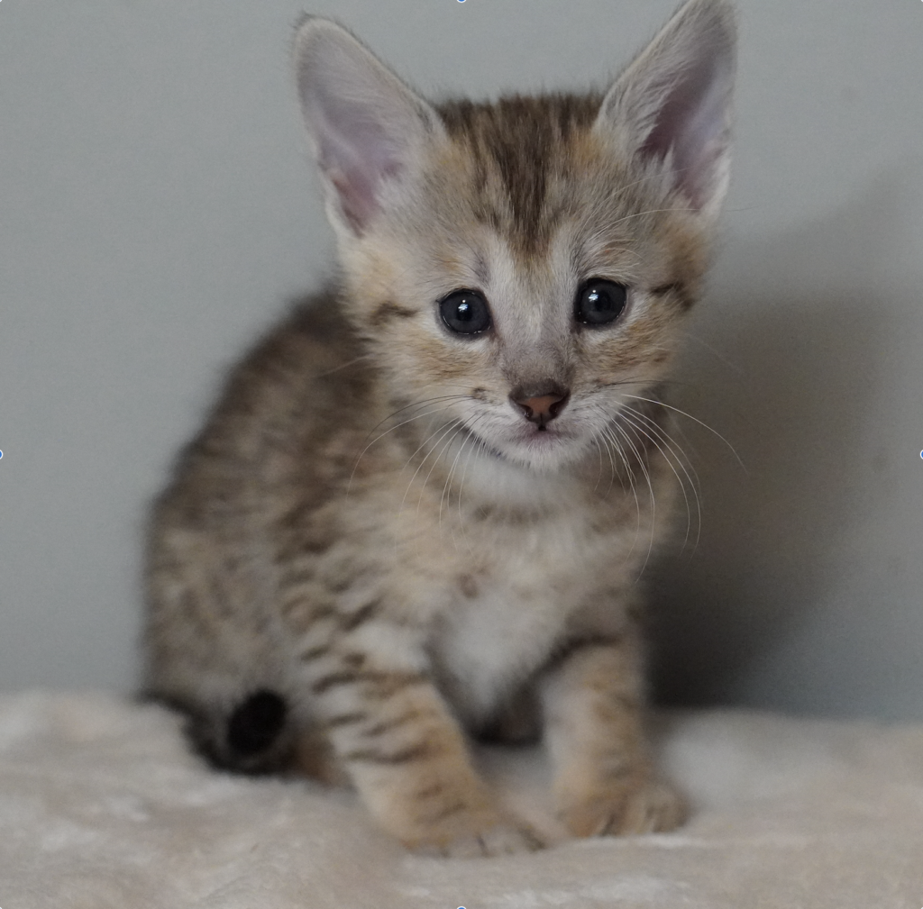 , SBT SAVANNAH KITTENS, Bastet Exotics