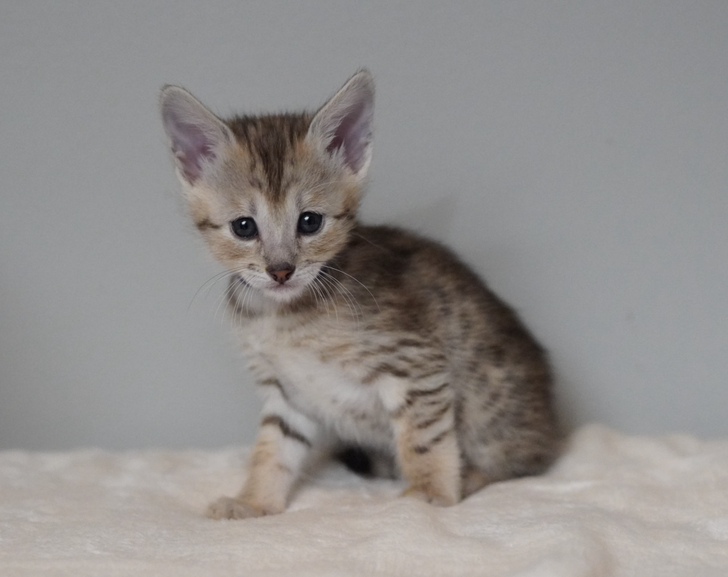 , SBT SAVANNAH KITTENS, Bastet Exotics