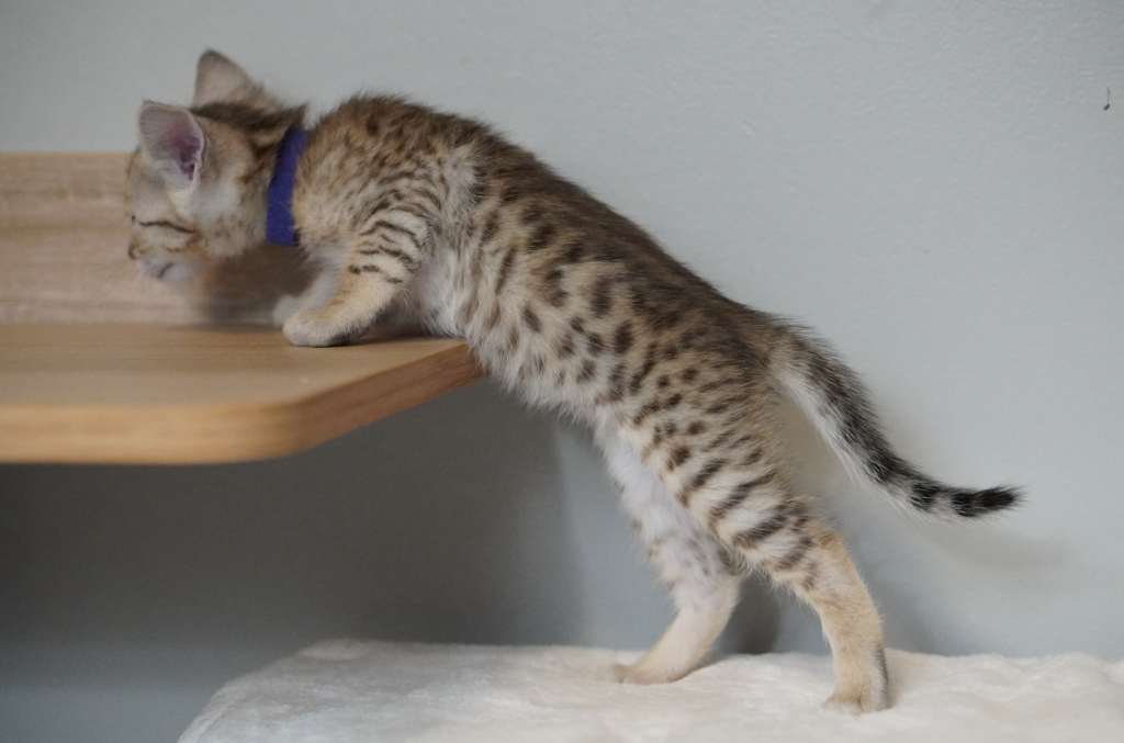 , SBT SAVANNAH KITTENS, Bastet Exotics