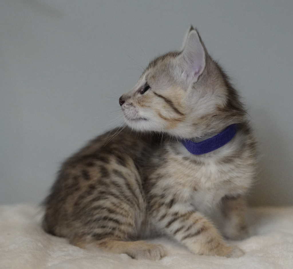 , SBT SAVANNAH KITTENS, Bastet Exotics
