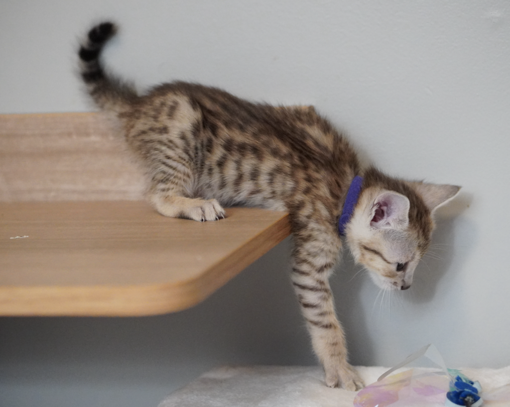 , SBT SAVANNAH KITTENS, Bastet Exotics