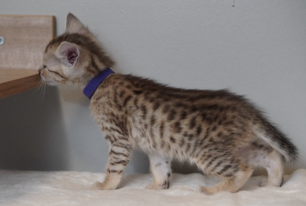 , SBT SAVANNAH KITTENS, Bastet Exotics