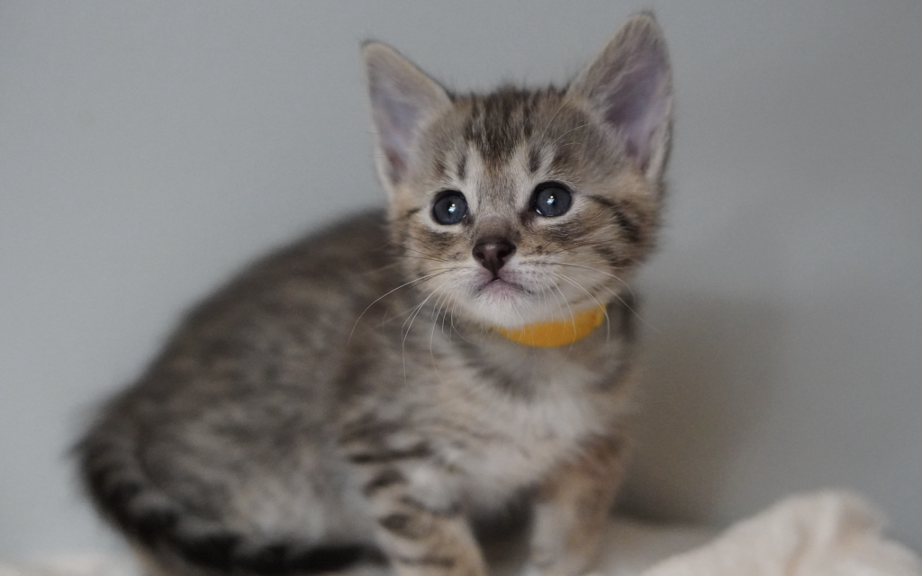 , SBT SAVANNAH KITTENS, Bastet Exotics