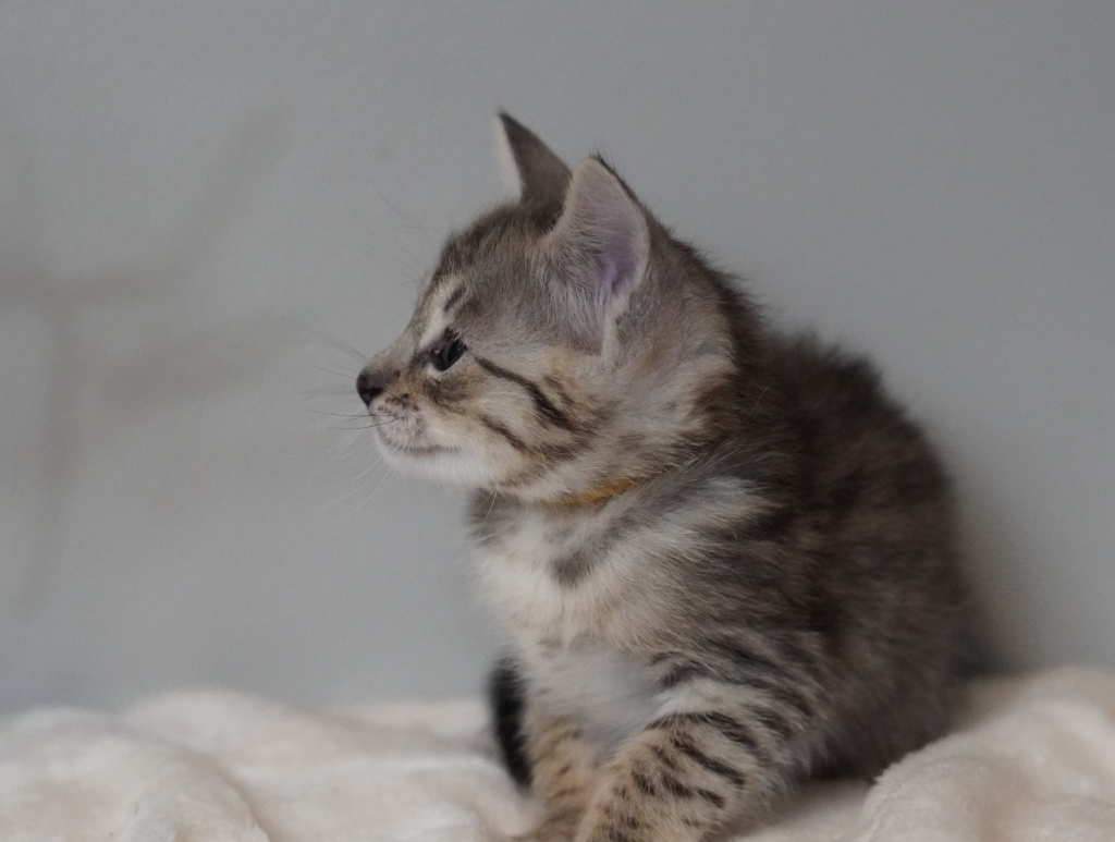 , SBT SAVANNAH KITTENS, Bastet Exotics