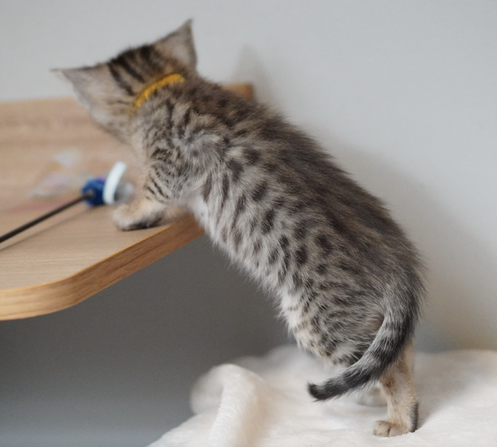 , SBT SAVANNAH KITTENS, Bastet Exotics