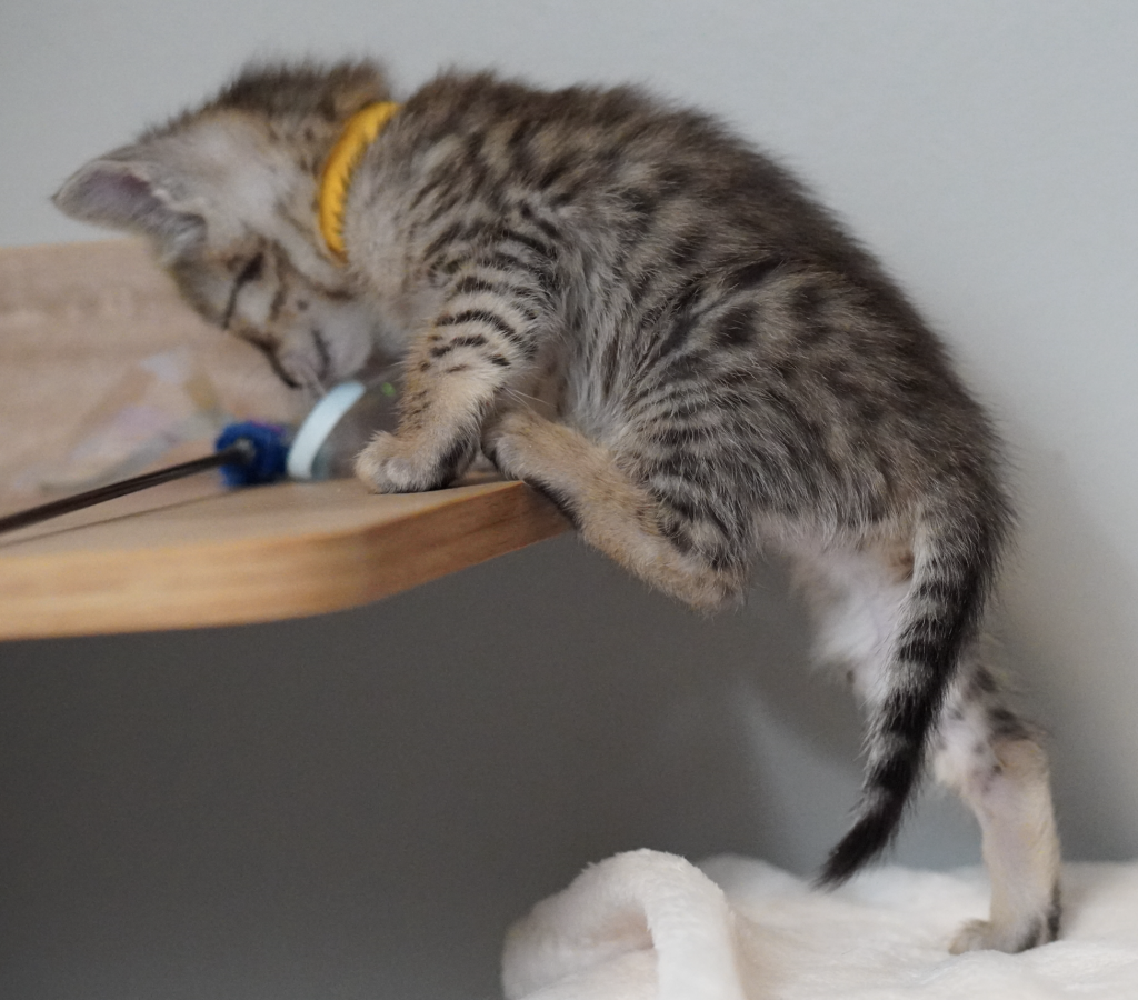 , SBT SAVANNAH KITTENS, Bastet Exotics