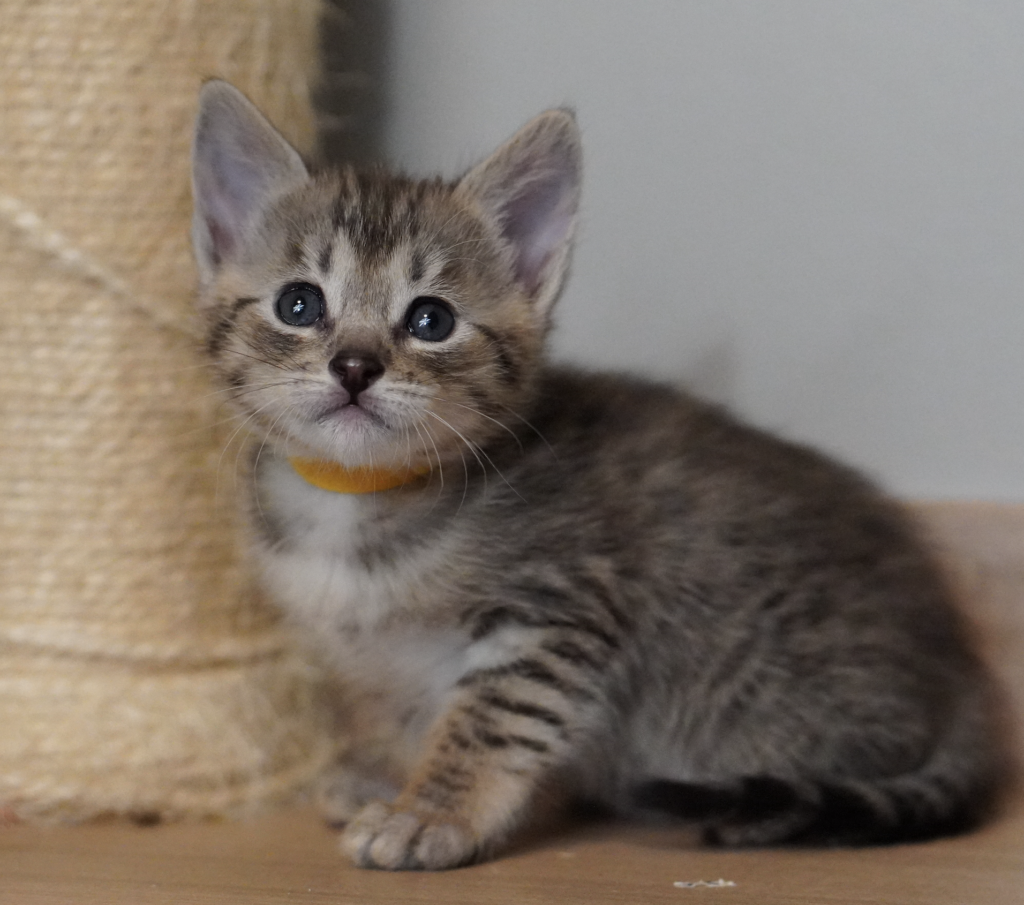 , SBT SAVANNAH KITTENS, Bastet Exotics