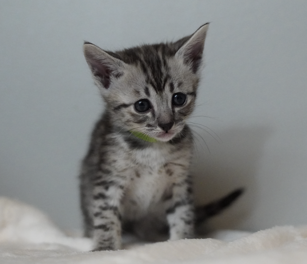 SBT SAVANNAH KITTENS, Bastet Exotics