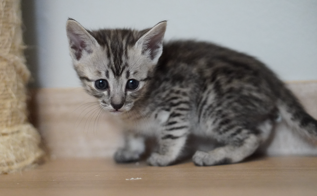 SBT SAVANNAH KITTENS, Bastet Exotics