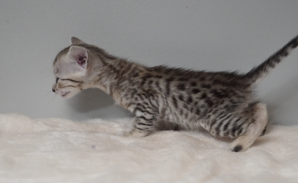 SBT SAVANNAH KITTENS, Bastet Exotics