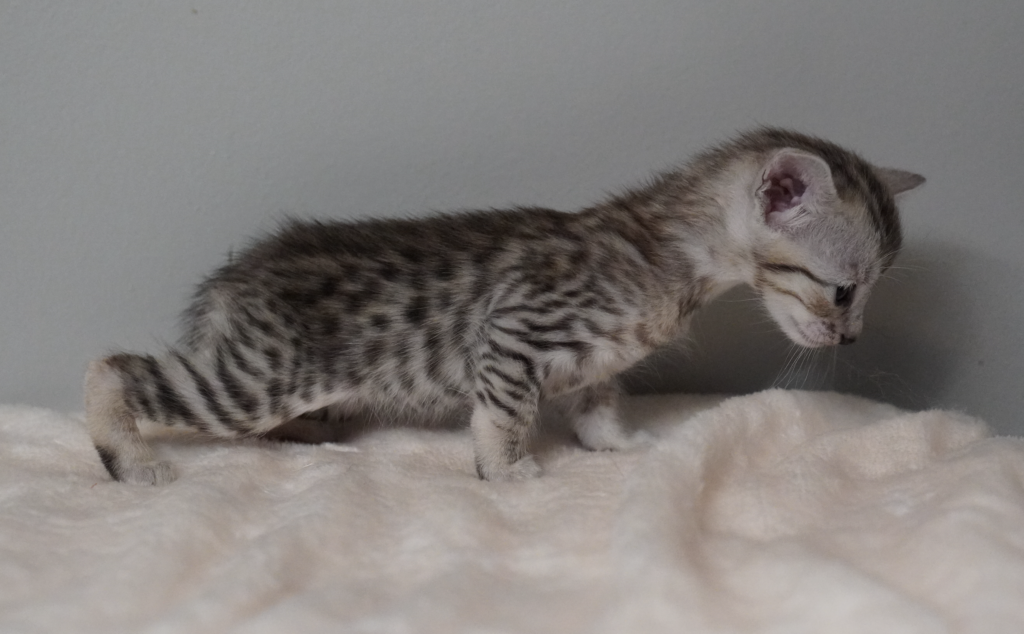 SBT SAVANNAH KITTENS, Bastet Exotics