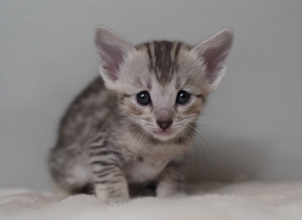SBT SAVANNAH KITTENS, Bastet Exotics