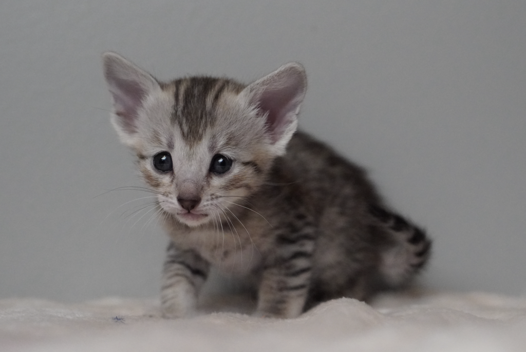 SBT SAVANNAH KITTENS, Bastet Exotics