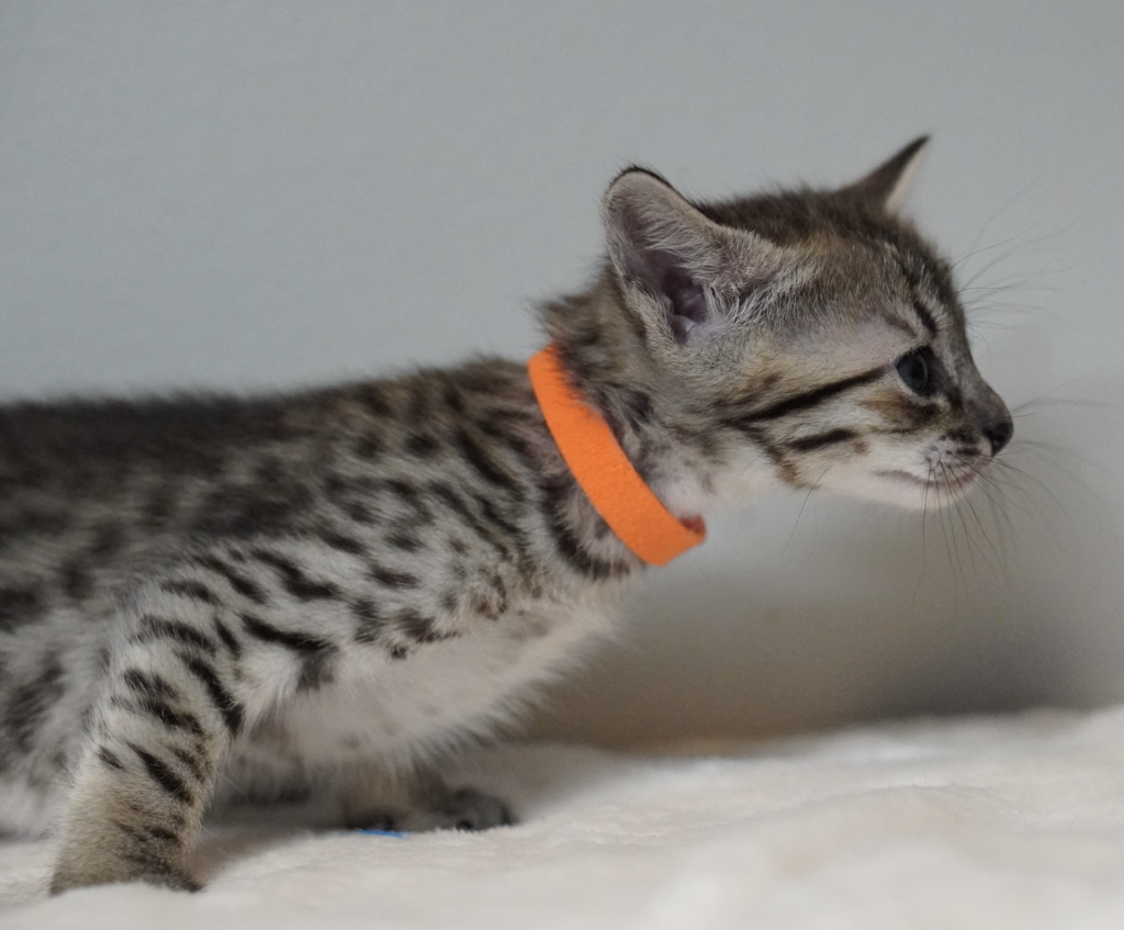 , SBT SAVANNAH KITTENS, Bastet Exotics