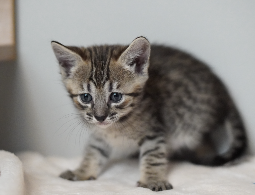 , SBT SAVANNAH KITTENS, Bastet Exotics