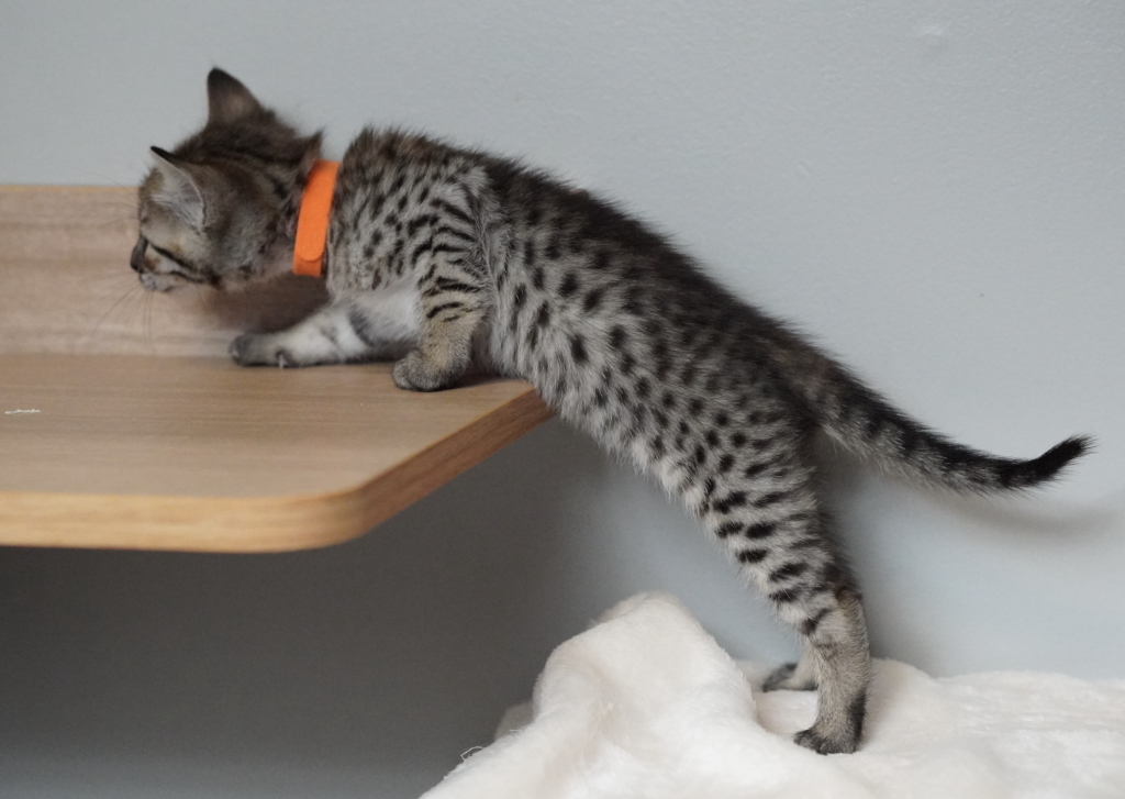 , SBT SAVANNAH KITTENS, Bastet Exotics