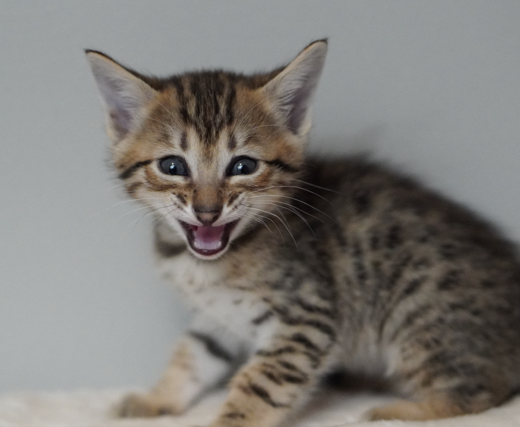 , SBT SAVANNAH KITTENS, Bastet Exotics