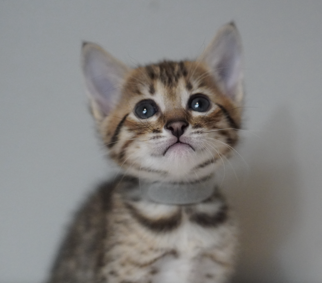 , SBT SAVANNAH KITTENS, Bastet Exotics